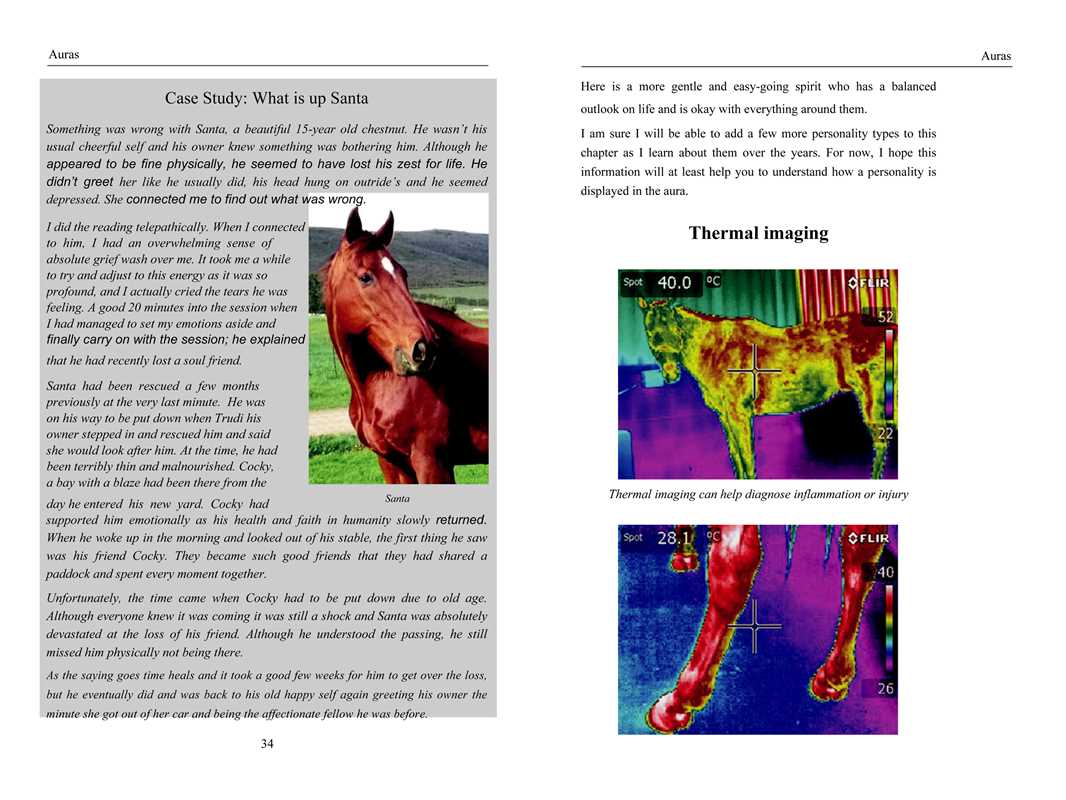 Energy Medicine for Animals by Diane Budd: Paperback; 192 pages / English