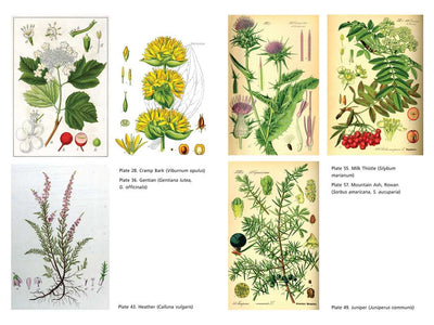 Secret Medicines from Your Garden by Ellen Evert Hopman: Paperback; 384 pages / English