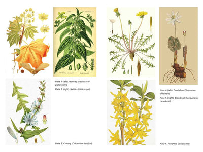 Secret Medicines from Your Garden by Ellen Evert Hopman: Paperback; 384 pages / English