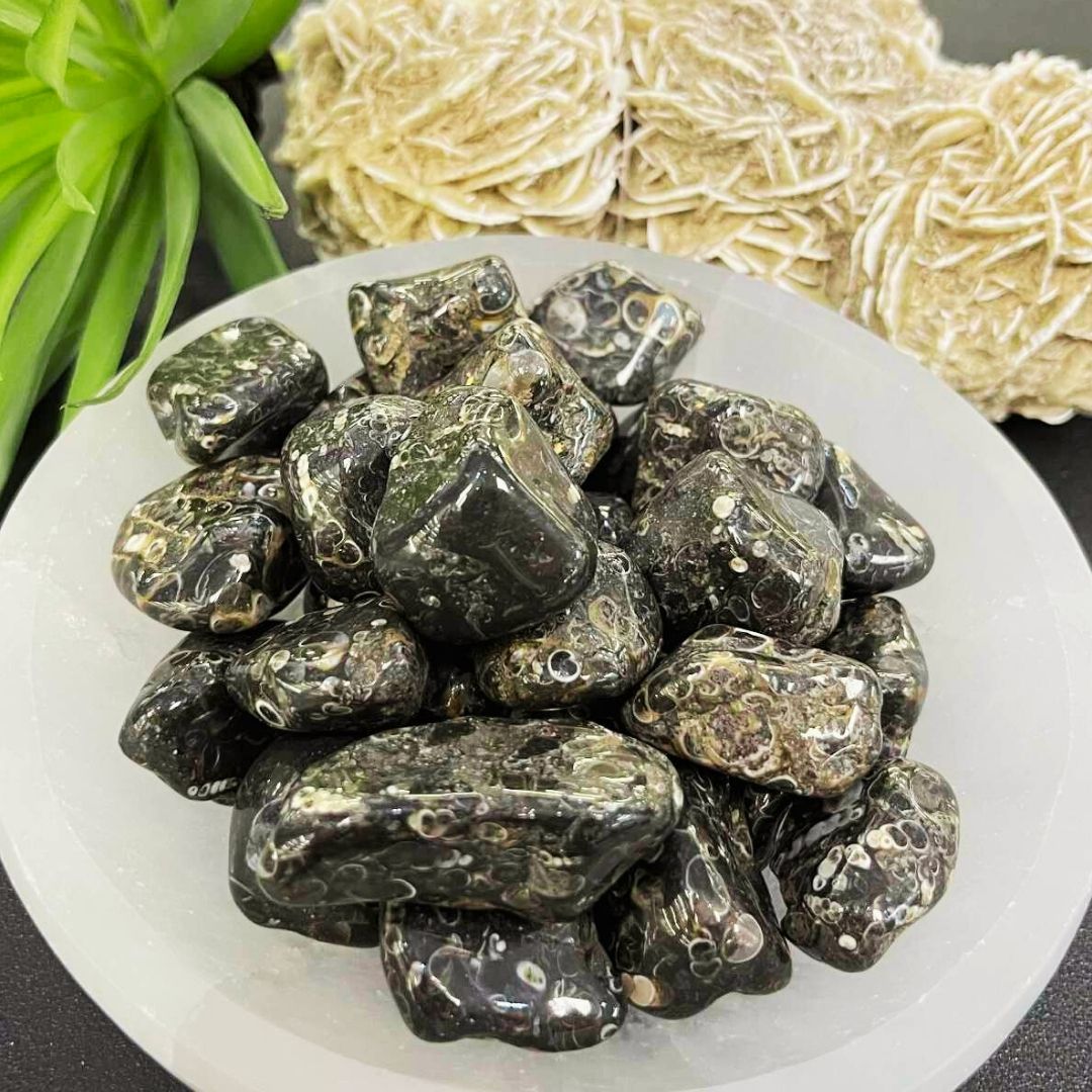 Turritella - .75 - 1.5" -Tumbled