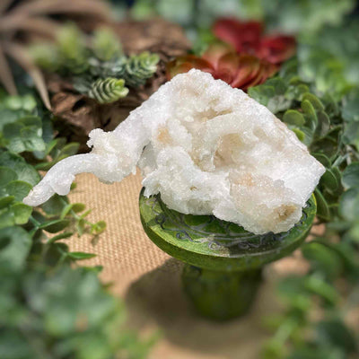 Ram Horn Selenite - Specimen