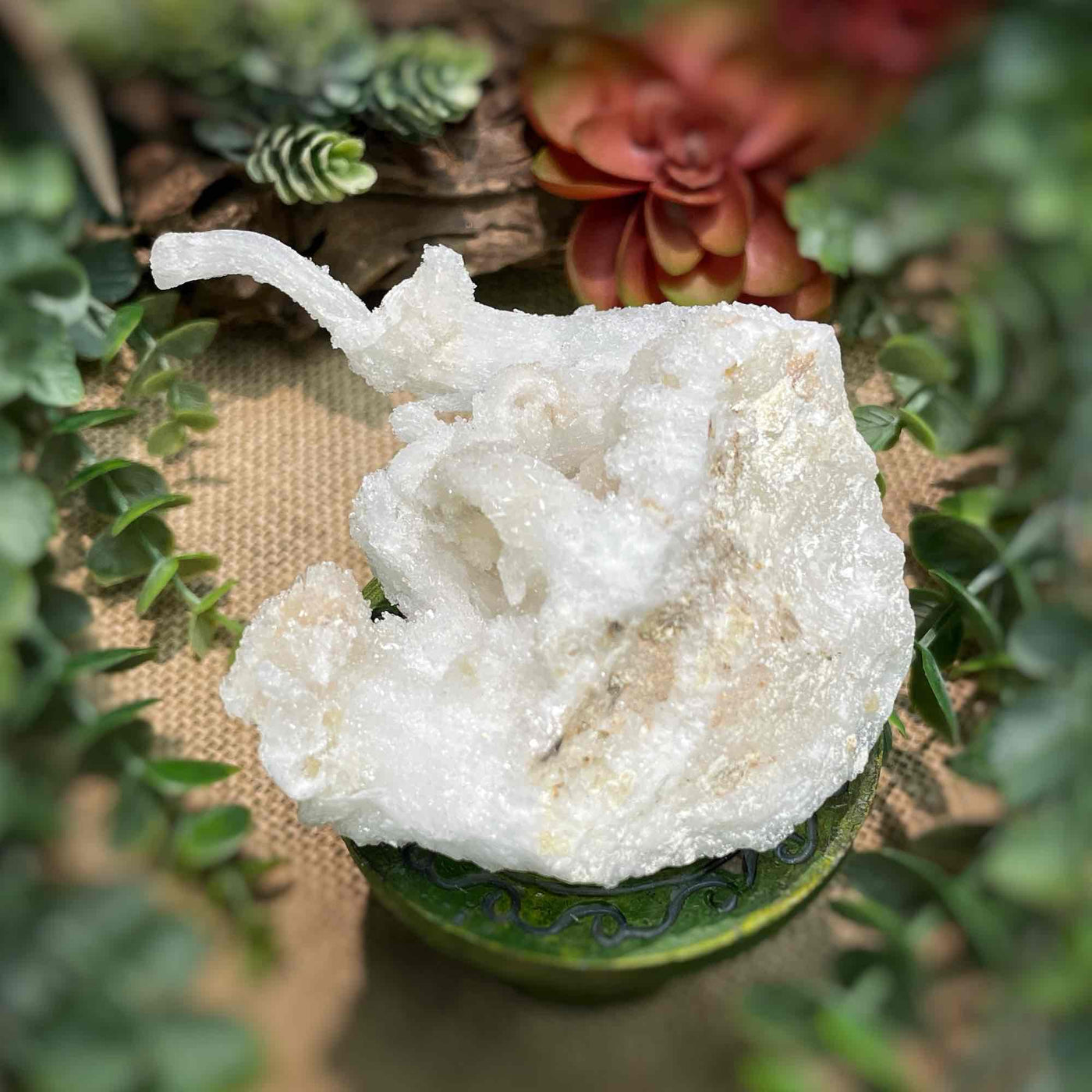 Ram Horn Selenite - Specimen