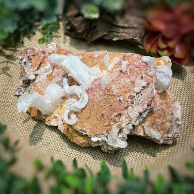 Ram Horn Selenite - Specimen