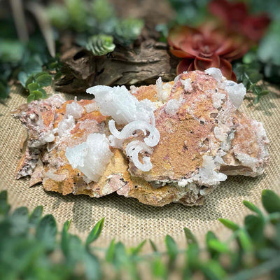 Ram Horn Selenite - Specimen