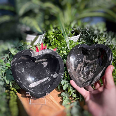 Orthoceras - Heart Bowl / Dish - 5"