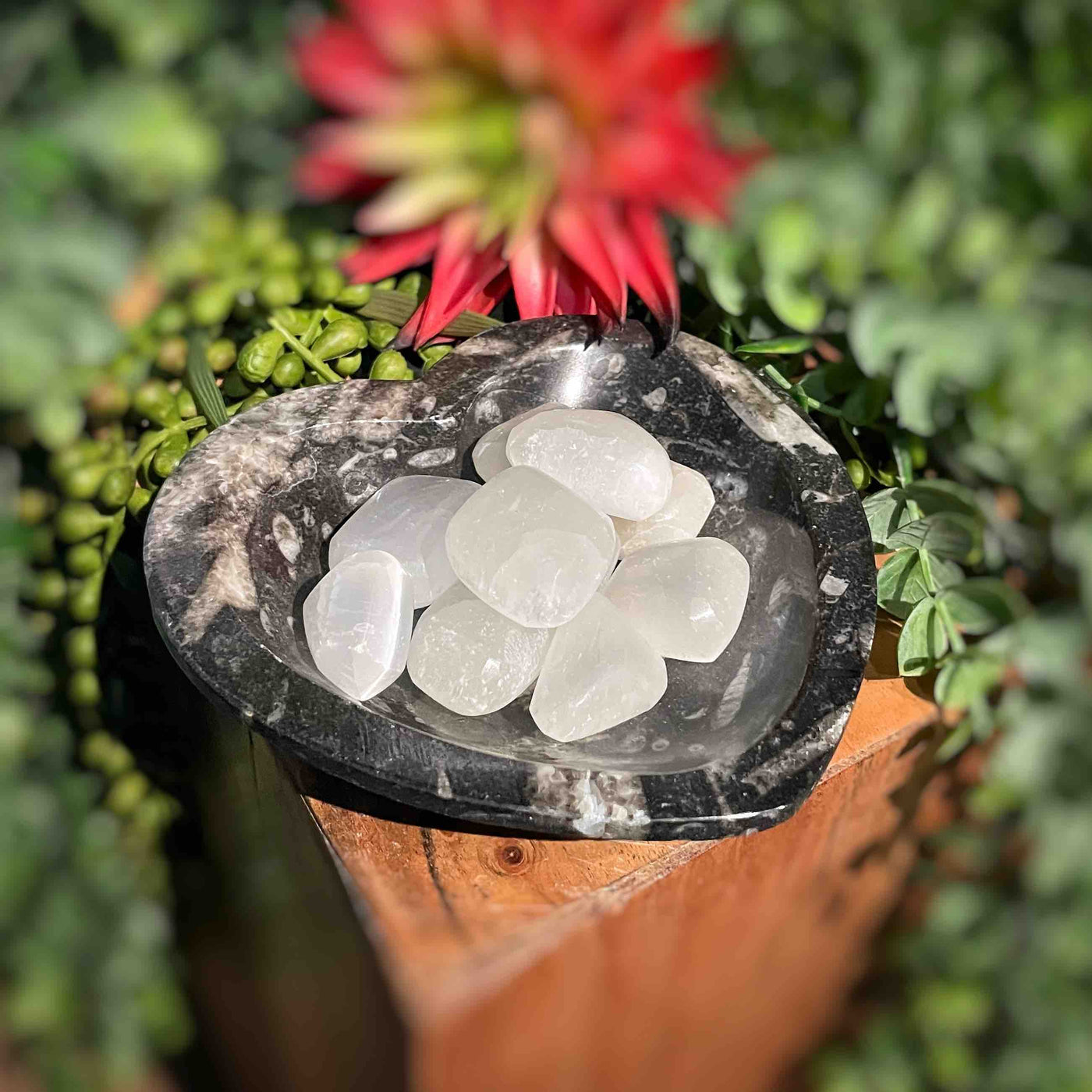 Orthoceras - Heart Bowl / Dish - 5"