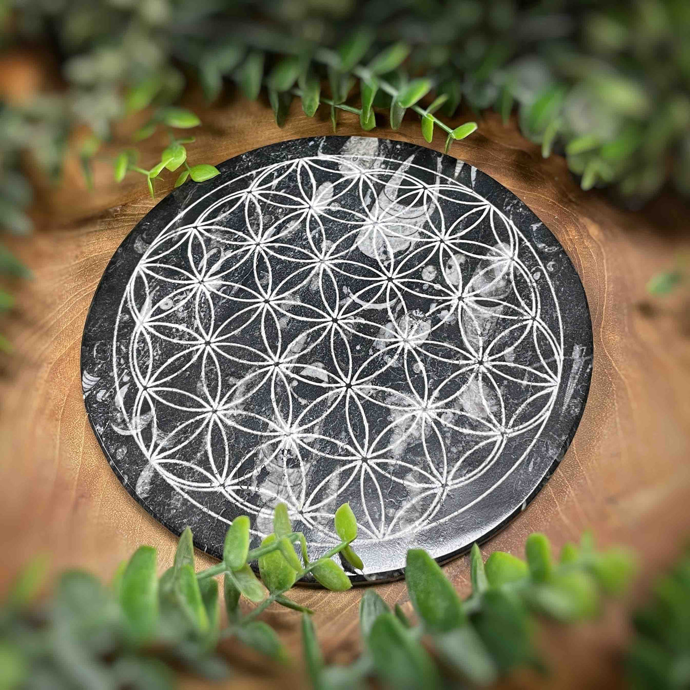 Orthoceras - Grid - Flower of Life