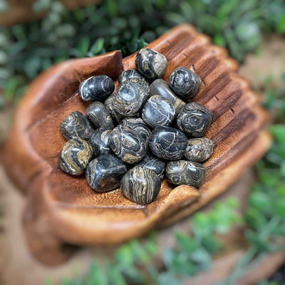 Stromatolite - 0.5" - 1.75" - Tumbled