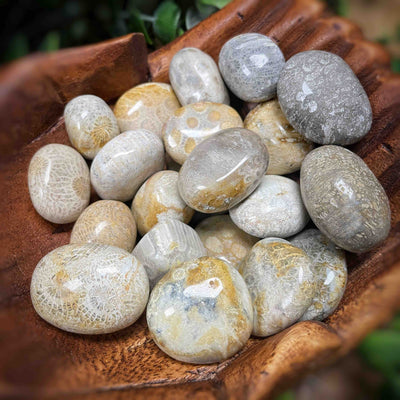 Fossil Coral - 0.75" - 2.0" - Tumbled