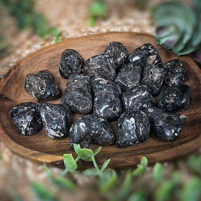 Turritella - .75 - 1.5" -Tumbled