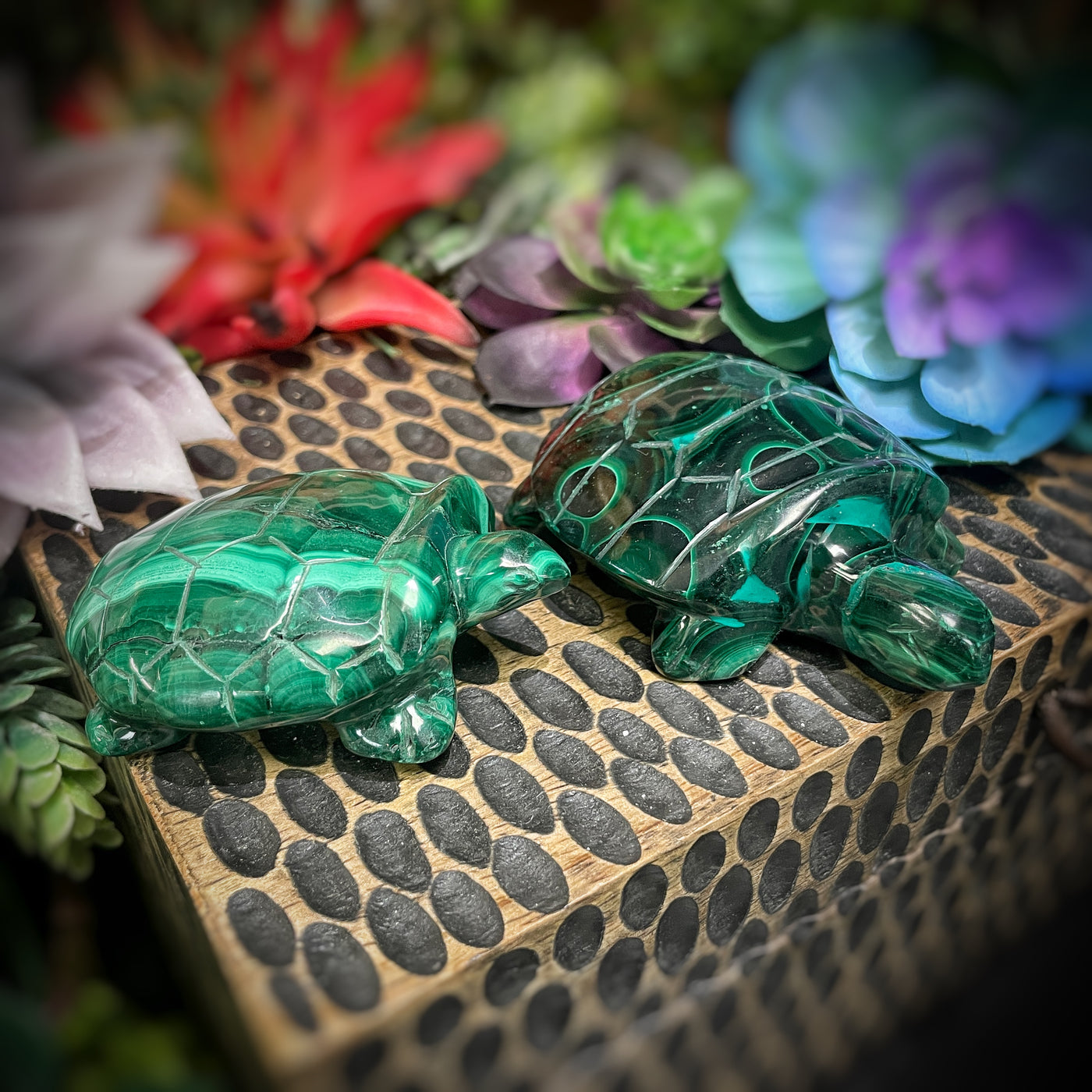 Malachite - Frog - Turtle