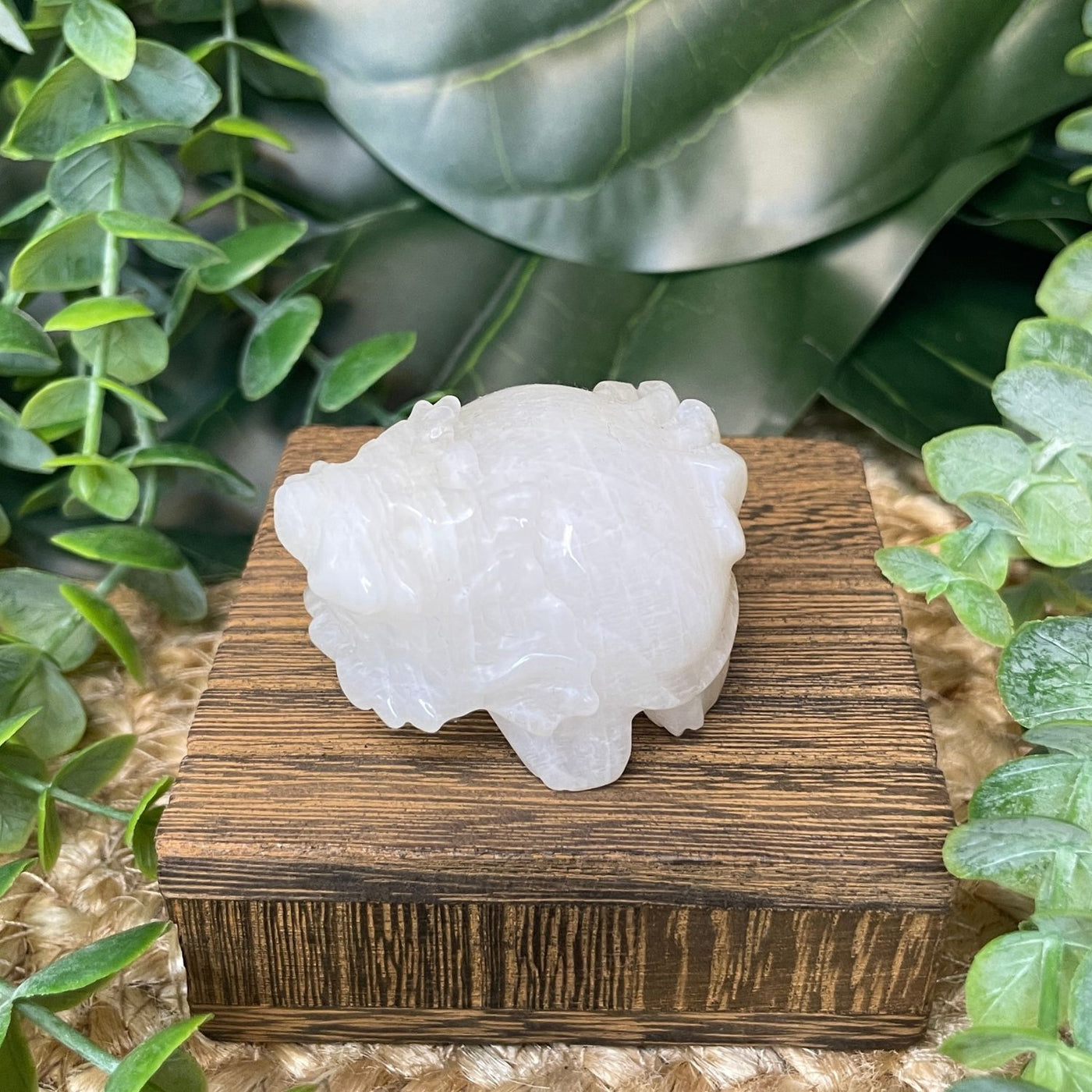 Dragon Turtle – Moonstone Medium