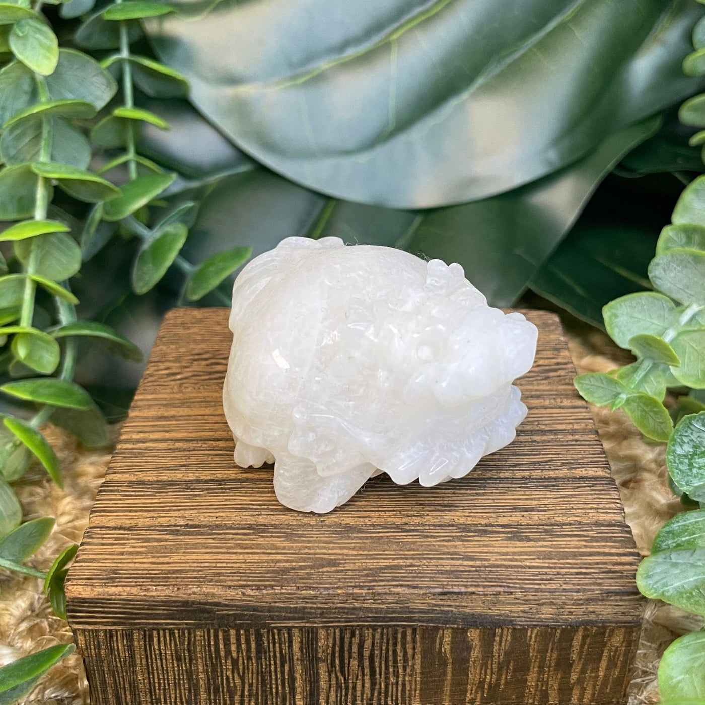 Dragon Turtle – Moonstone Medium