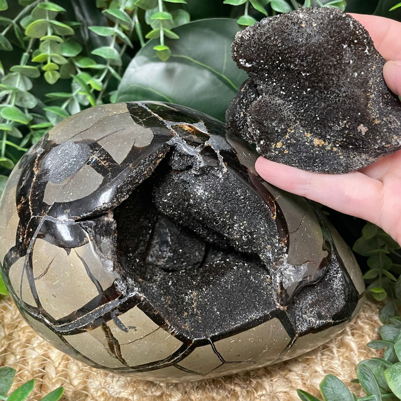 Septarian - Egg