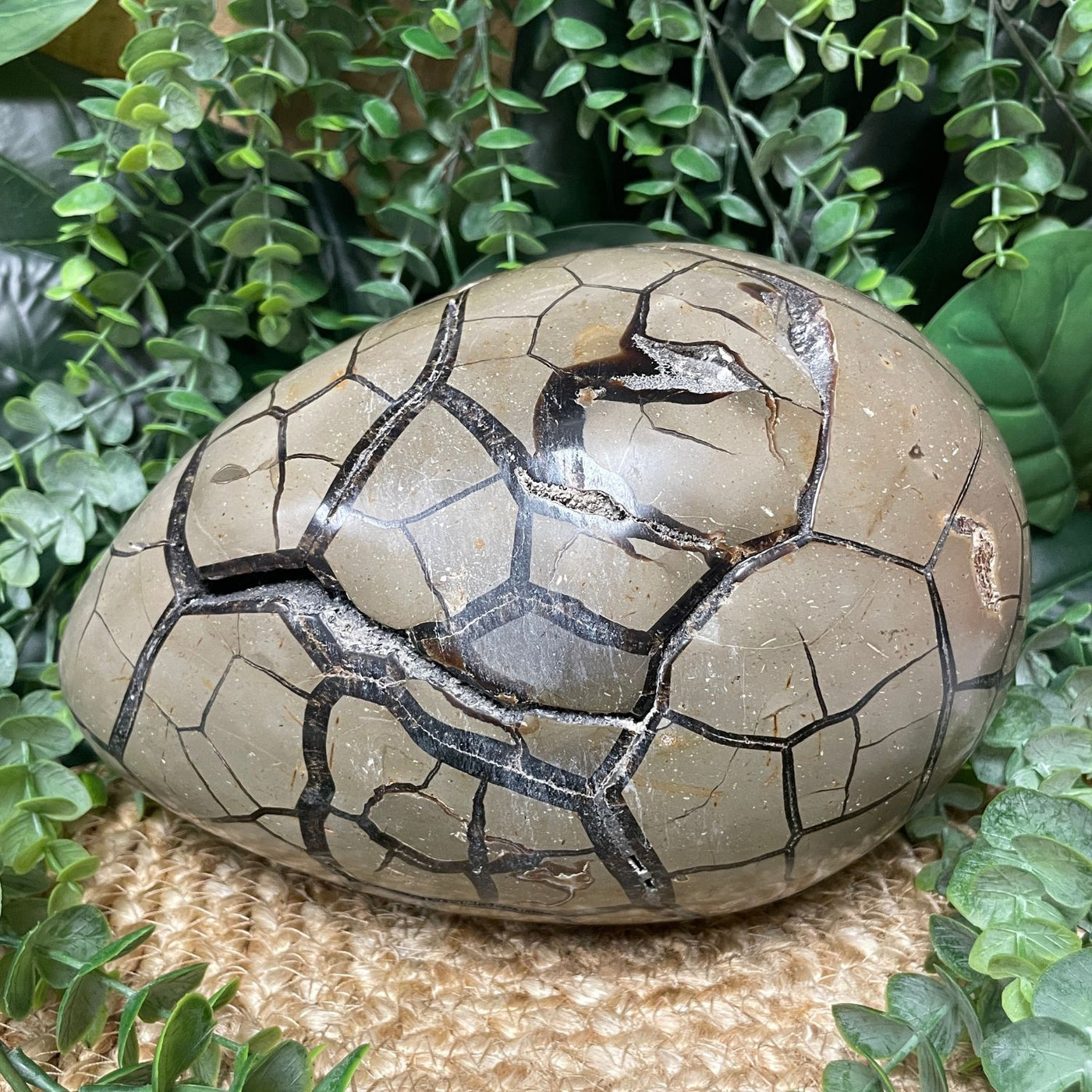 Septarian - Egg