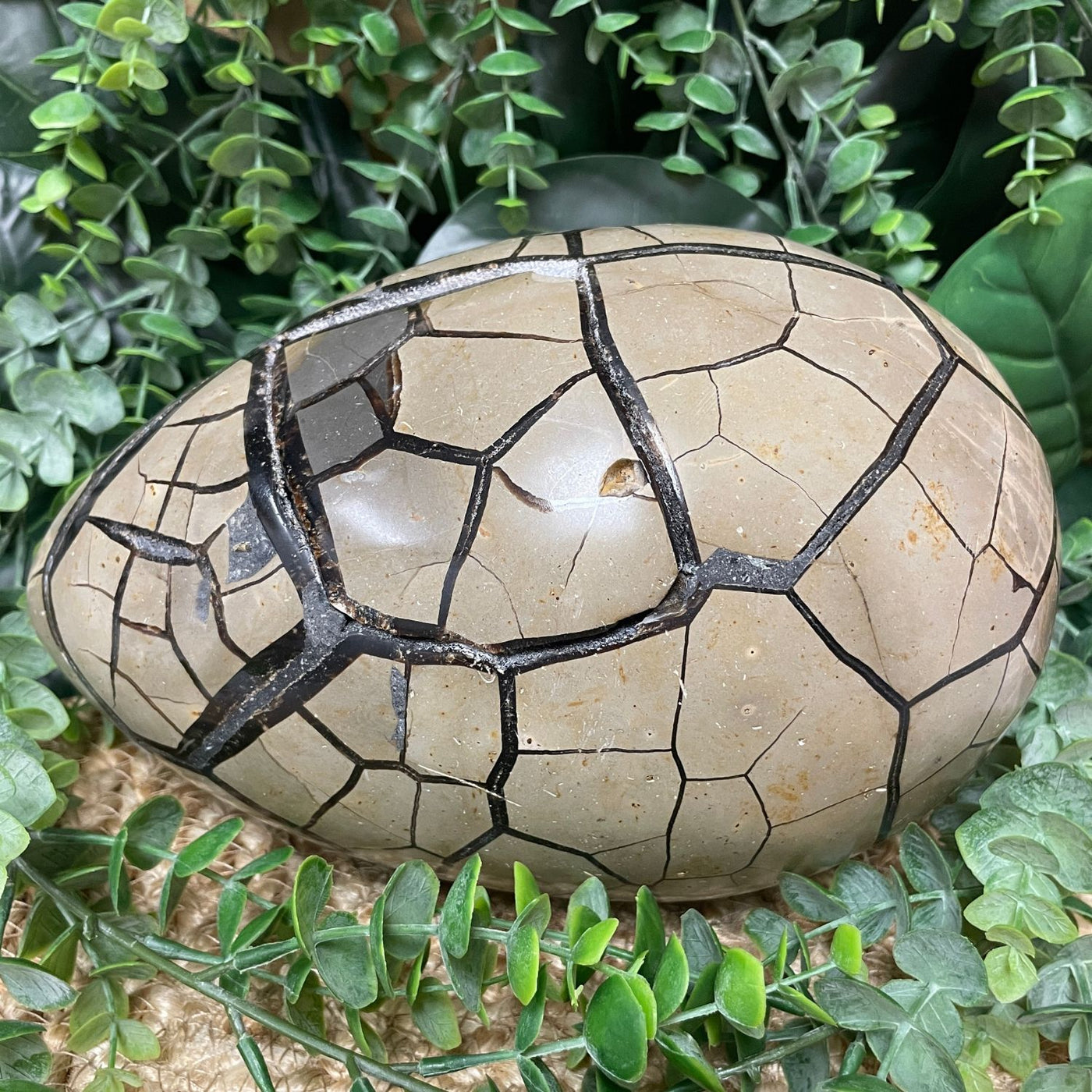 Septarian - Egg