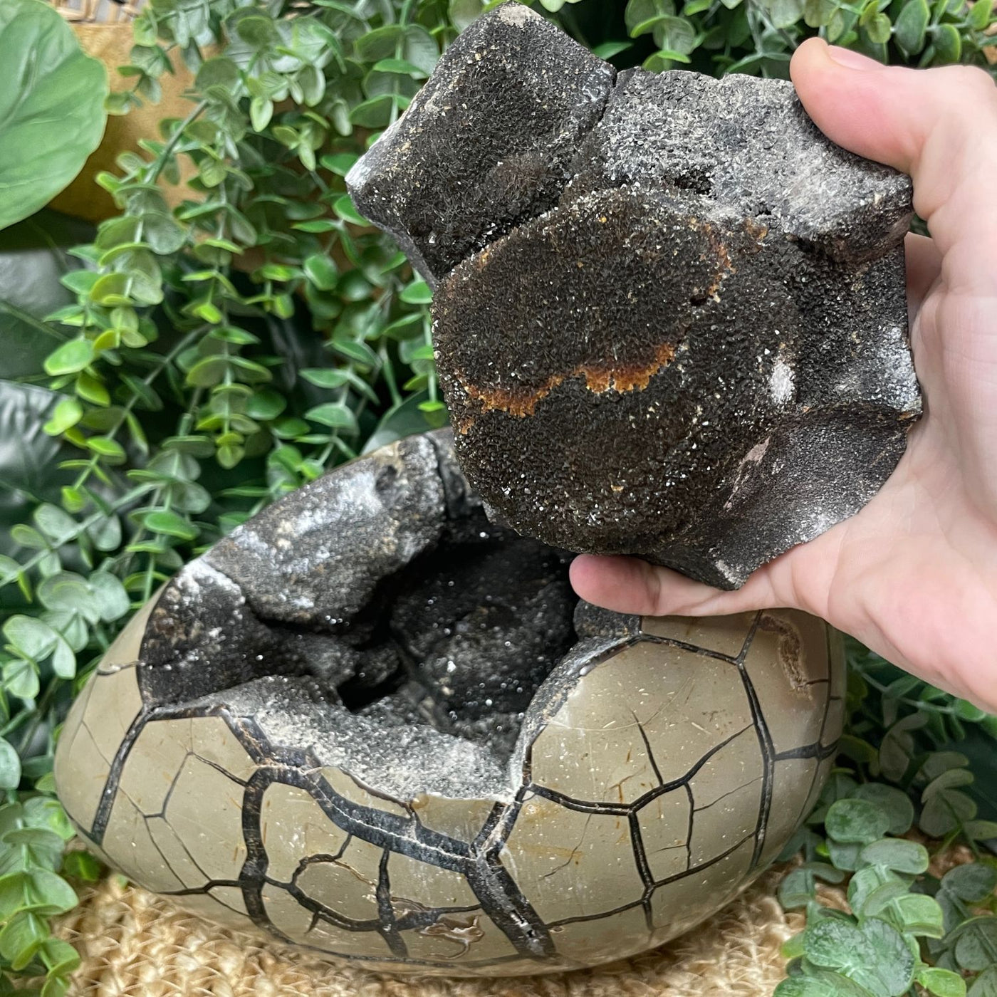 Septarian - Egg
