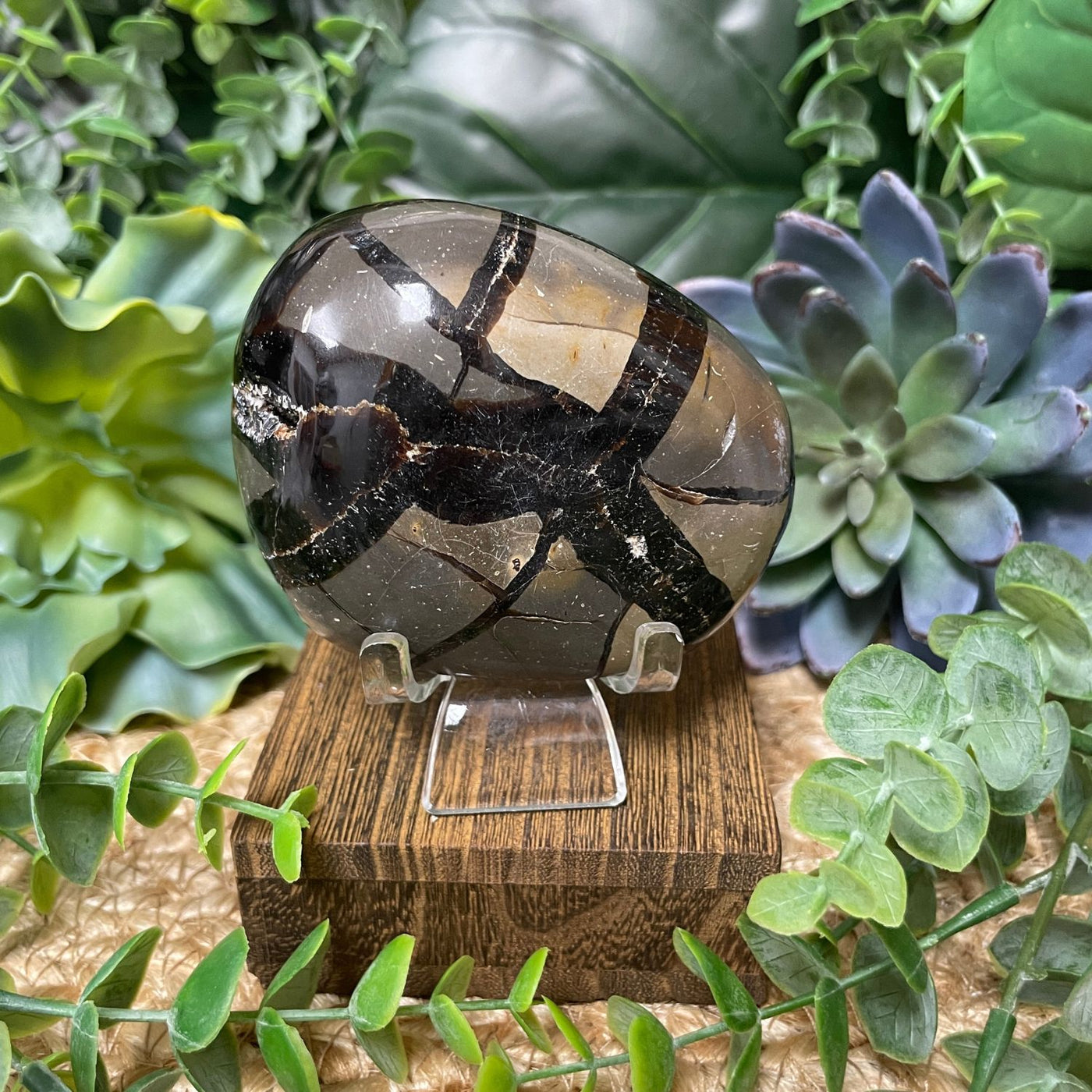 Septarian - Palm Stone