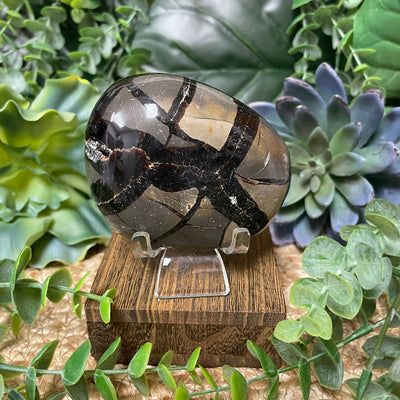 Septarian - Palm Stone