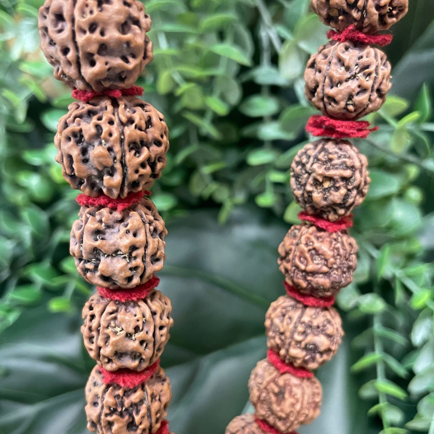 Rudraksha Mala / Necklace - Mala/Necklace