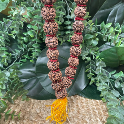 Rudraksha Mala / Necklace - Mala/Necklace