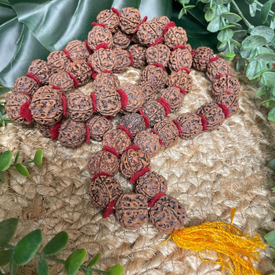 Rudraksha Mala / Necklace - Mala/Necklace