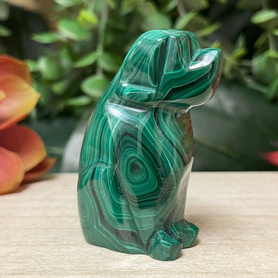 Malachite - Dog