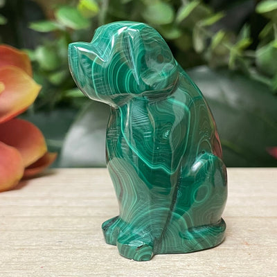 Malachite - Dog