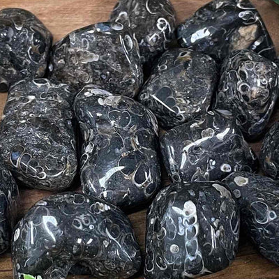 Turritella - .75 - 1.5" -Tumbled