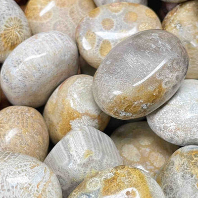Fossil Coral - 0.75" - 2.0" - Tumbled