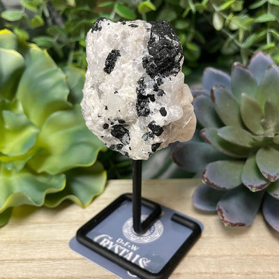 Black Tourmaline and Quartz - Standing Free Form