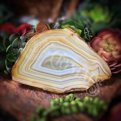 Agate Geode Slices - Set 7 Multi Choice Jj120 5.6’ X Accessories