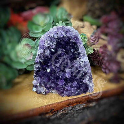 Amethyst - Cluster Set17 Z158-3.2’ X 3.8’ Crystals