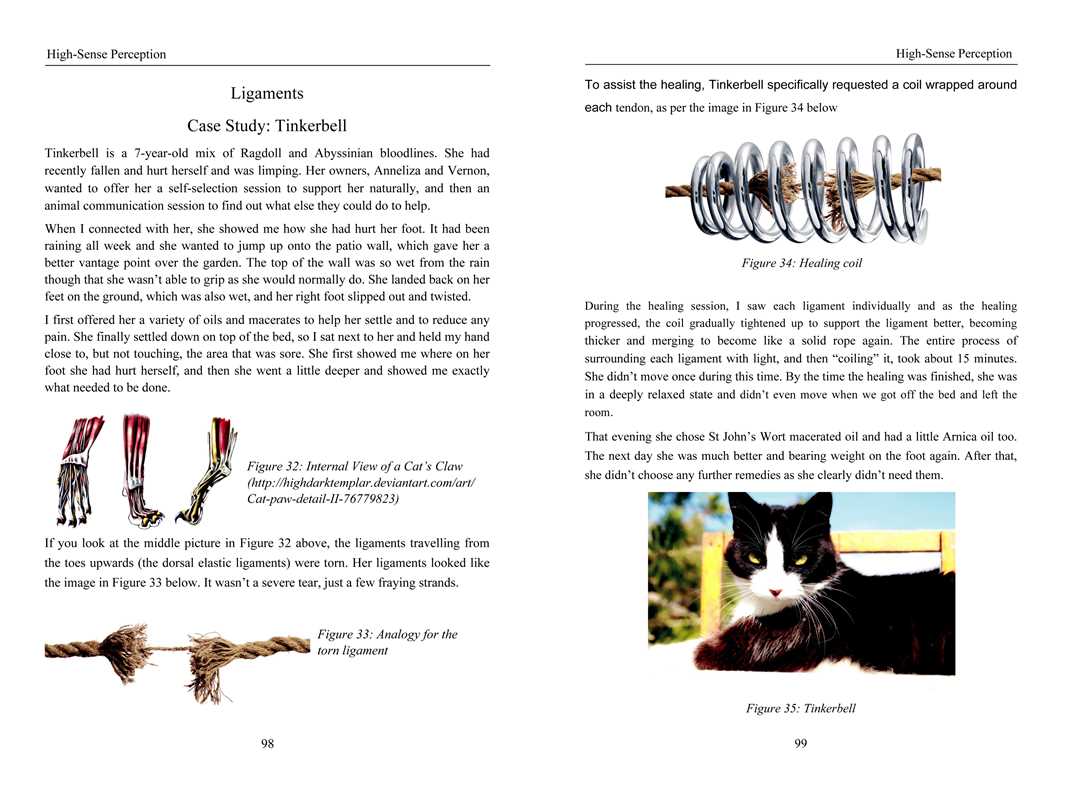 Energy Medicine for Animals by Diane Budd: Paperback; 192 pages / English