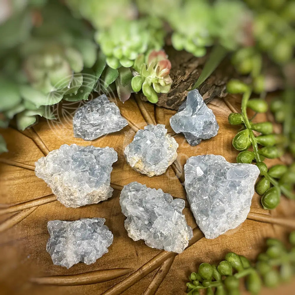Raw - Celestite 1.2 1.9 Crystals Cluster