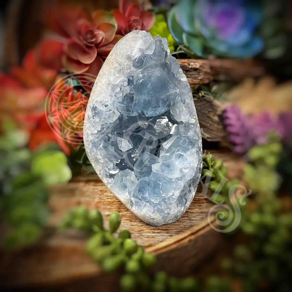 Celestite Free Form - 4.5’ X 3’ 3.2’ Crystals Freeform