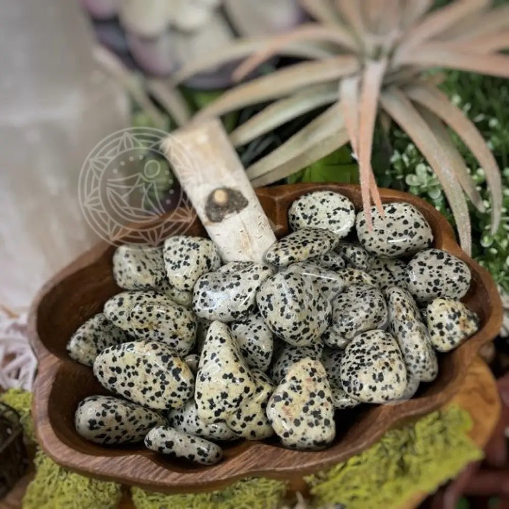 Tumbled - Dalmatian Jasper 0.5 1.5 Crystals