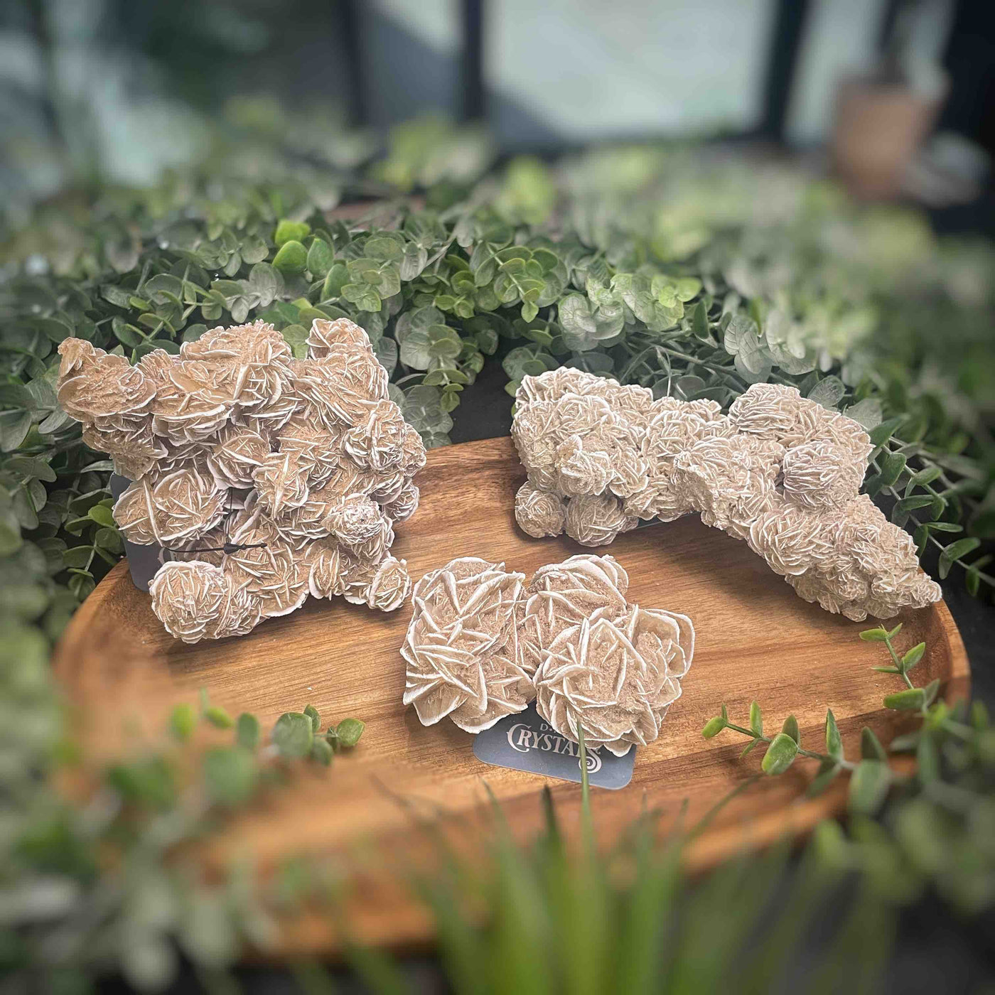 Desert Rose - Specimen Set 1