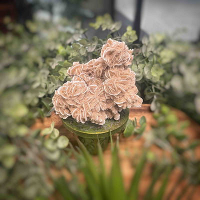 Desert Rose - Specimen Set 1