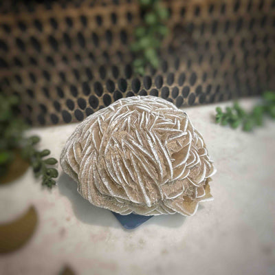 Desert Rose - Specimen Set 1