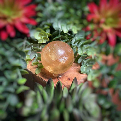 Honey Calcite - Sphere - Multi Choice - 1.7" - 5.2"