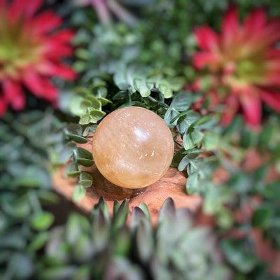 Honey Calcite - Sphere - Multi Choice - 1.7" - 5.2"