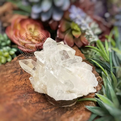 Lemurian Quartz - Multiple Size A 2.6 X 1.25 Crystals Cluster