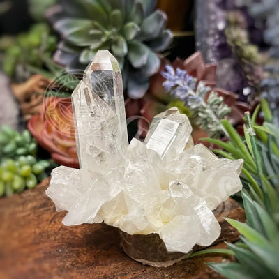 Lemurian Quartz - Multiple Size B 2.8 X 2.5 Crystals Cluster