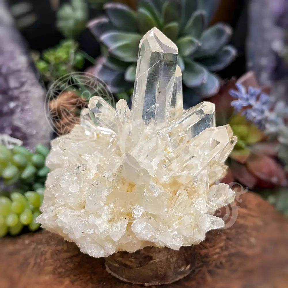 Lemurian Quartz Super Cluster - 3.2 X 3.0 Crystals