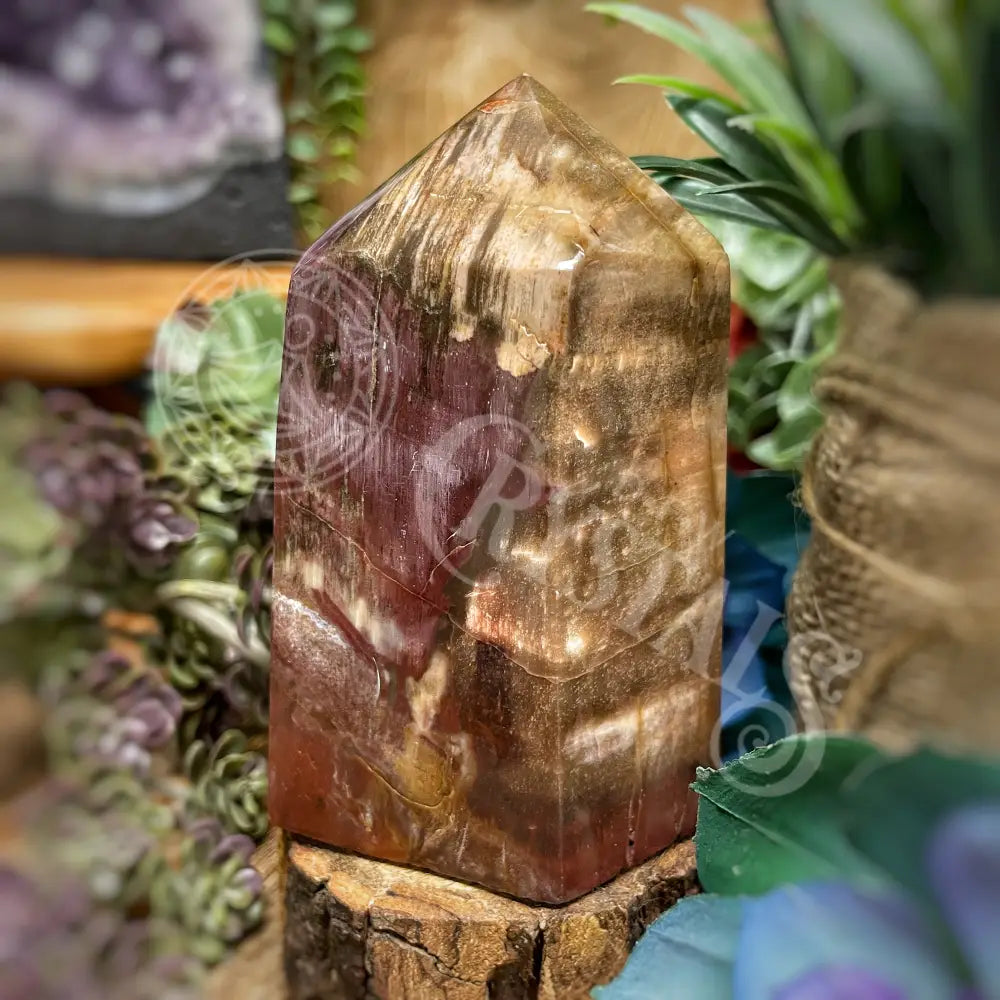 Tower Point Obelisk - Petrified / Fossilized Wood 3.7 4.75 D 3.8 Crystals