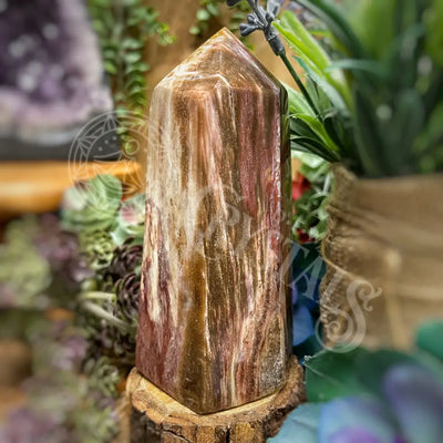 Tower Point Obelisk - Petrified / Fossilized Wood 3.7 4.75 I Crystals