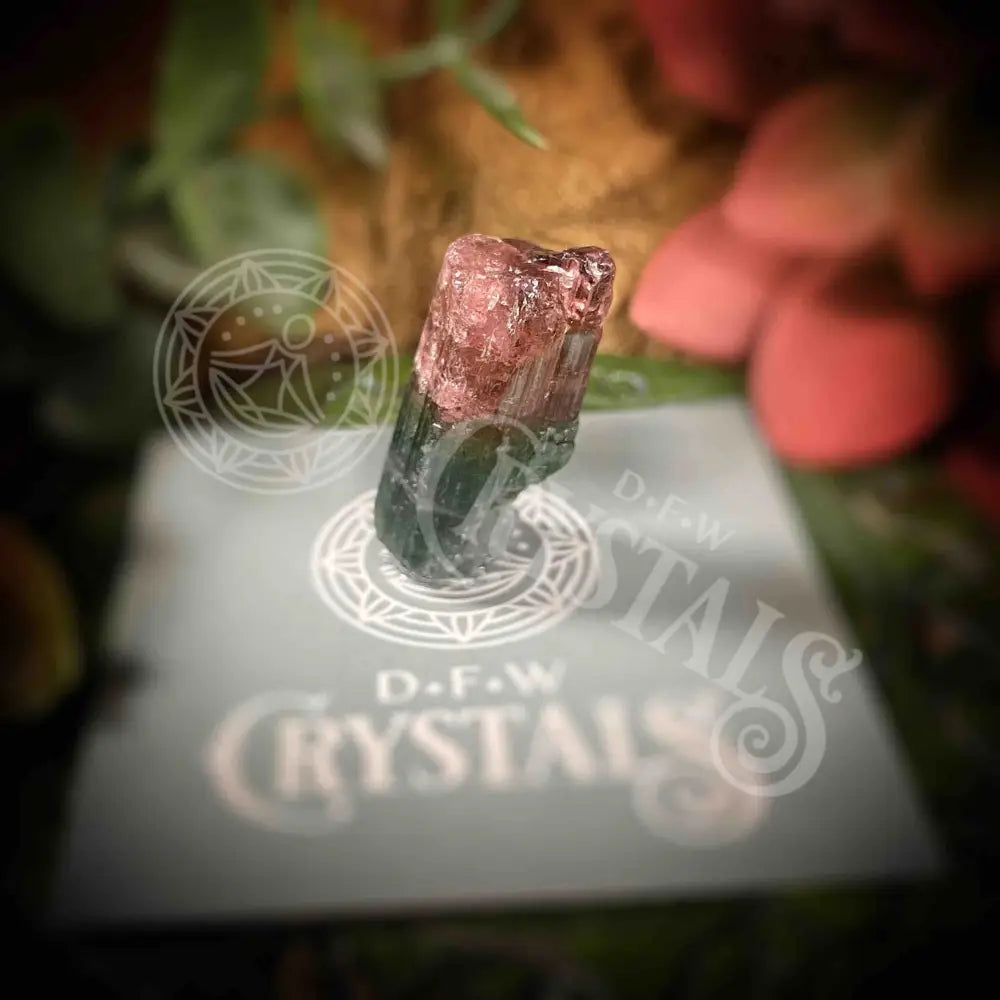 Watermelon Tourmaline - Y086 Crystals Specimens