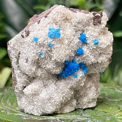 Canvansite - Free Form