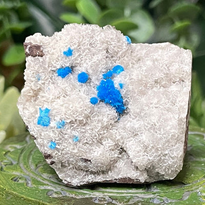 Canvansite - Free Form